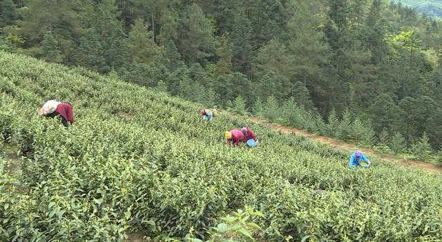 江华崇江村1700亩茶叶迎来首个采摘季